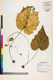 ئW:Begonia flagellaris H. Hara