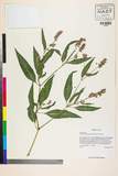 ئW:Persicaria pensylvanica (L.) M. G?mez