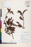 ئW:Helixanthera scoriarum (W.W. Sm.) Danser