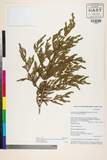 ئW:Juniperus recurva Buch.-Ham. ex D. Don