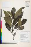 ئW:Daphniphyllum paxianum K. Rosenthal