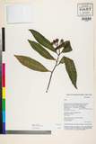 ئW:Ardisia polysticta Miq.