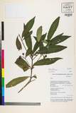 ئW:Ardisia polysticta Miq.