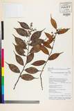 ئW:Vaccinium dunalianum Wight var. urophyllum Rehder & E.H. Wil