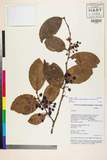 ئW:Vaccinium gaultheriifolium (Griff.) Hook. f. ex C.B. Clarke