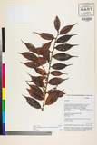 ئW:Vaccinium dunalianum Wight var. urophyllum Rehder & E.H. Wil