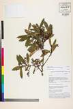 ئW:Gaultheria semi-infera (C.B. Clarke) Airy Shaw