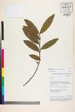 ئW:Gaultheria semi-infera (C.B. Clarke) Airy Shaw