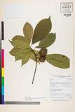 ئW:Sloanea sterculiacea (Benth.) Rehder & E.H. Wilson