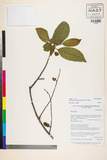 ئW:Elaeocarpus braceanus Watt ex C.B. Clarke