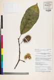 ئW:Sloanea sterculiacea (Benth.) Rehder & E.H. Wilson