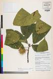 中文種名:Sloanea sterculiacea (Benth.) Rehder & E.H. Wilson