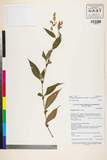 ئW:Polygonum campanulatum Hook. f.