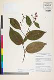 ئW:Polygonum chinense L. var. ovalifolium Meisn.