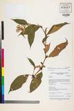 ئW:Polygonum campanulatum Hook. f.