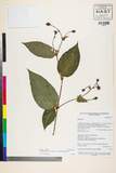 ئW:Polygonum chinense L. var. ovalifolium Meisn.