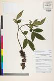 ئW:Zanthoxylum acanthopodium DC.