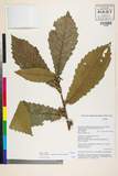 ئW:Quercus griffithii Hook. f. & Thomson ex Miq.