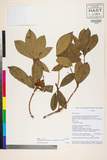 中文種名:Rhododendron pachypodum Balf. f. & W.W. Sm.