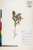 ئW:Indigofera cinerascens DC.