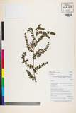 ئW:Indigofera cinerascens DC.