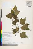 ئW:Alangium chinense (Lour.) Harms