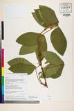 ئW:Flemingia latifolia Benth.