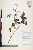 ئW:Pimpinella smithii H. Wolff