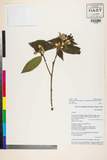 ئW:Osbeckia chinensis L. var. angustifolia (D. Don) C.Y. Wu & C