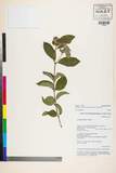 ئW:Osbeckia stellata Buch.-Ham. ex Ker Gawl.