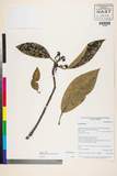 中文種名:Daphniphyllum paxianum K. Rosenthal