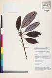 ئW:Daphniphyllum himalayense (Benth.) M?ll. Arg.