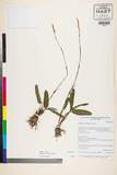 ئW:Polygonum virginatum L.