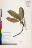 ئW:Daphniphyllum paxianum K. Rosenthal