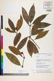 ئW:Kadsura angustifolia A.C. Sm.