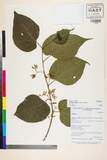 ئW:Alangium chinense (Lour.) Harms