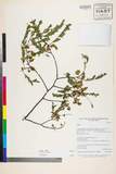 ئW:Acacia teniana Harms