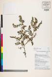 ئW:Indigofera cinerascens DC.