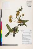 ئW:Albizia odoratissima (L. f.) Benth.