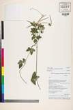 中文種名:Rhynchosia rufescens (Willd.) DC.