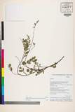 ئW:Indigofera atropurpurea Buch.-Ham. ex Hornem.