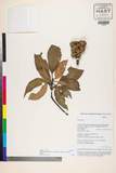ئW:Lithocarpus dealbatus (Hook. f. & Thomson ex Miq.) Rehder