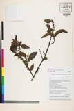 中文種名:Helixanthera scoriarum (W.W. Sm.) Danser