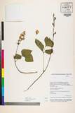 ئW:Astragalus englerianus Ulbr.