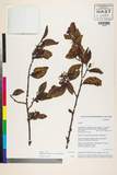 ئW:Helixanthera scoriarum (W.W. Sm.) Danser