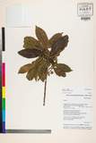 ئW:Sloanea leptocarpa Diels