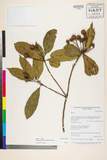 ئW:Sloanea dasycarpa (Benth.) Hemsl.
