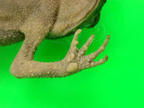 中文名:盤古蟾蜍(00002570)學名:Bufo bankorensis Barbour,1908(00002570)中文別名:台灣蟾蜍、癩蛤蟆、中華大蟾蜍英文名:Central formosan toad