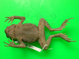 中文名:盤古蟾蜍(00002570)學名:Bufo bankorensis Barbour,1908(00002570)中文別名:台灣蟾蜍、癩蛤蟆、中華大蟾蜍英文名:Central formosan toad