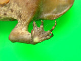 中文名:盤古蟾蜍(00002560)學名:Bufo bankorensis Barbour,1908(00002560)中文別名:台灣蟾蜍、癩蛤蟆、中華大蟾蜍英文名:Central formosan toad
